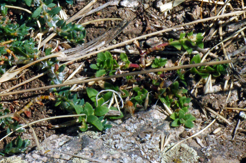 Herniaria litardierei / Erniaria a foglie larghe